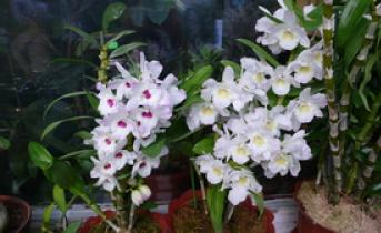 Правильный уход за орхидеей дендробиум в домашних условиях Дендробиум нобиле в домашних условиях