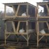 Как построить удобные клетки для кроликов Как обустроить крольчатник на даче